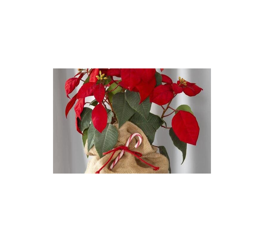 [Tendencia deco] Plantas de interior para regalar en Navidad (y acertar)